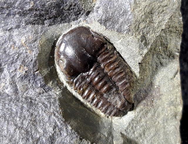 Ellipsocephalus hoffi (SCHLOTHEIM 1823) - Bild © FossNet FossilienStore